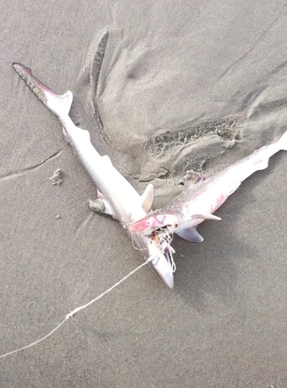 Jaws on Sunset! Cut from a fisherman's line