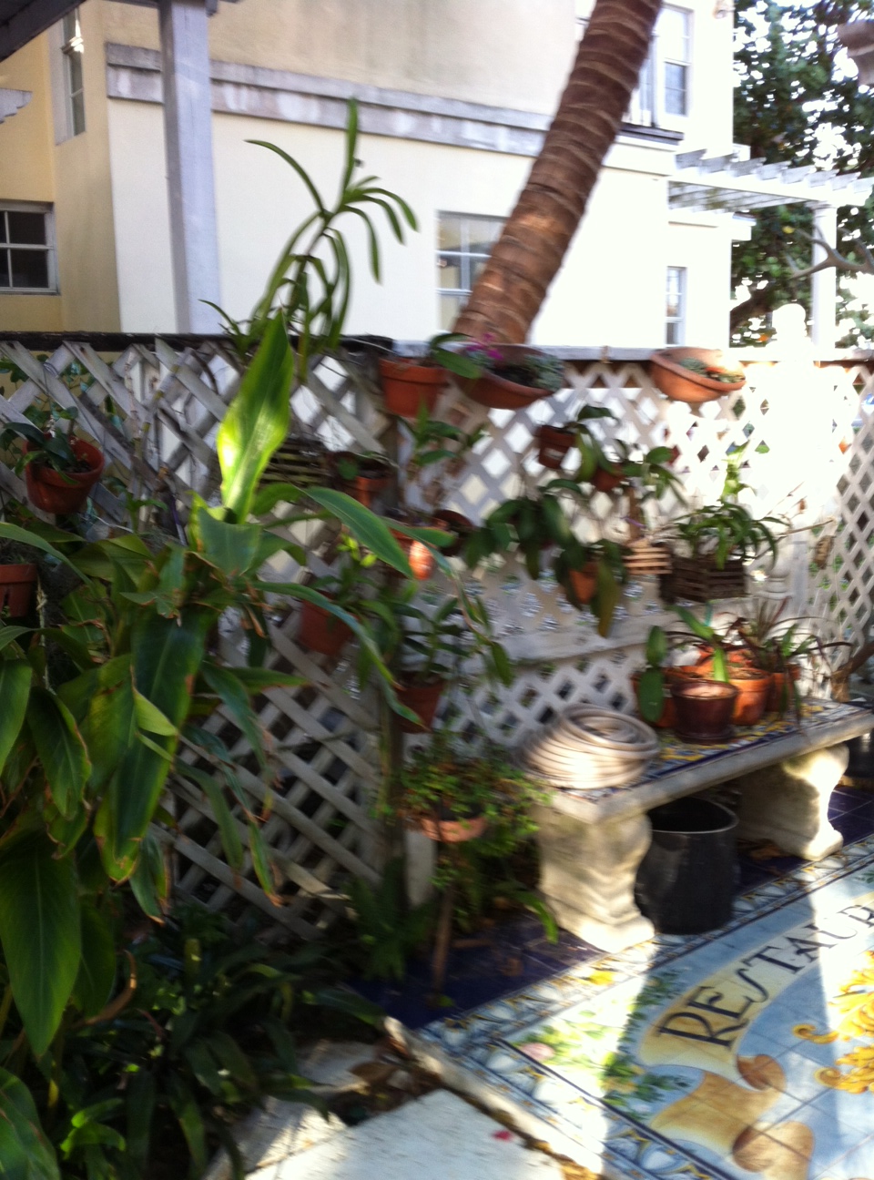 A Lot of Plants I was Responsible For