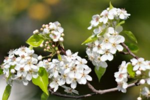 Bradford Pear Trees